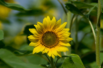 Fototapeta premium Sonnenblume