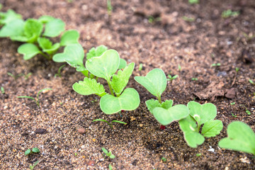 Radish grow in garden