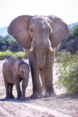 Eléphant et son petit à la recherche de nourriture dans le désert du Damaraland en Namibie - Afrique Australe