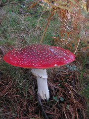amanita pinar