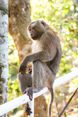 Monkey