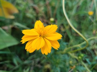 yellow flower
