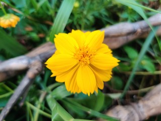 yellow flower