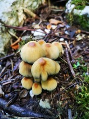 mushrooms in forest