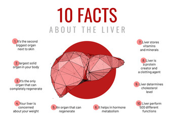 Liver facts low poly wireframe banner template
