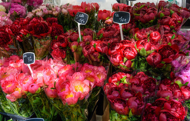 Peonies on the counter of a flower shop in Paris, France