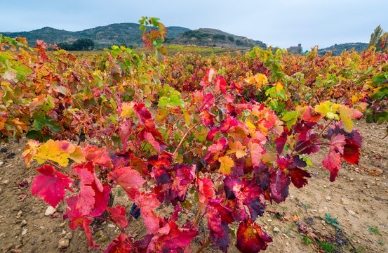 Vineyard, Peci&ntilde;a, La Rioja, Spain, Europe