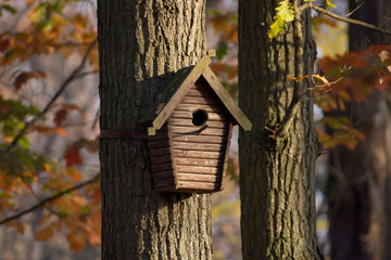 Starling on the porch of a birdhouse on a birch