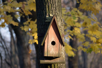 Starling on the porch of a birdhouse on a birch