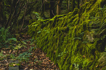 stone wall coverd in moss