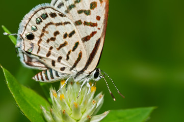 Small butterfly on flower with green backround