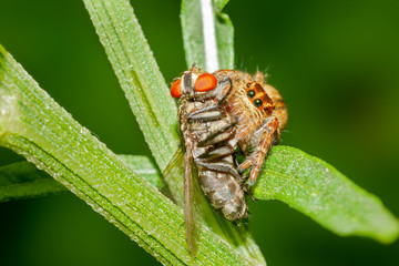 Jumping spider with fly kill on a bush