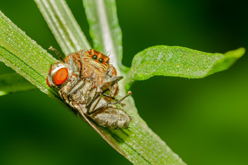Jumping spider with fly kill on a bush