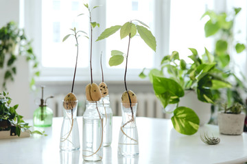 Stylish and botany composition of home interior garden filled a lot of plants in different design, elegant pots and avocado plants in glass bottles on the white table. Spring green blossom. Template.