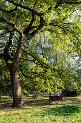 Fototapeta na wymiar Back view of women sitting on a park bench in the green park under the big oak