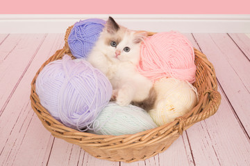 Fototapeta na wymiar Cute ragdoll baby cat lying in a basket filled with pastel colored balls of wool in a pink living room setting