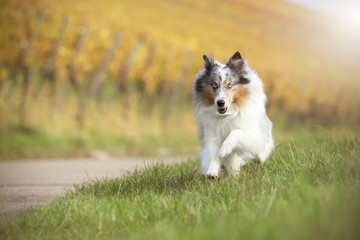 Sheltie rennt in den Weinbergen
