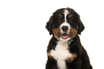 Portrait of a cute bernese mountain dog puppy looking at the camera with mouth open isolated on a white background
