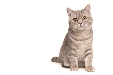 Pretty sitting silver tabby british shorthair cat looking at the camera isolated on a white...