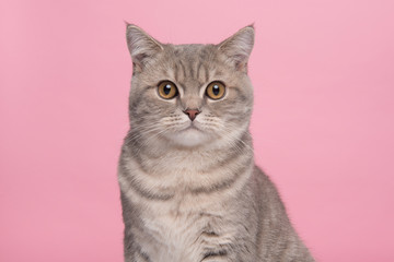 Portrait of a pretty silver tabby british shorthair cat looking at the camera on a pink background