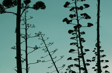 Agave trees on hills of Athens, Greece