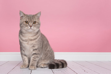Pretty sitting silver tabby british shorthair cat looking at the camera sitting in a pink living room setting