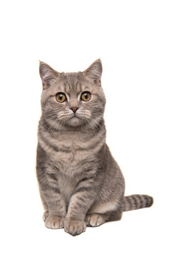 Pretty sitting silver tabby british shorthair cat looking at the camera isolated on a white background in a vertical image