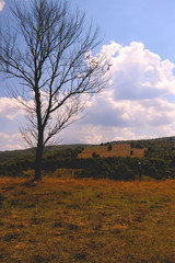 Obraz premium one tree