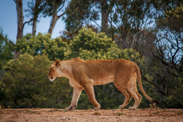 lioness