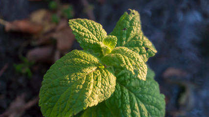 mint leaves close up © GingerCat