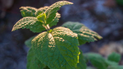 mint leaves close up © GingerCat