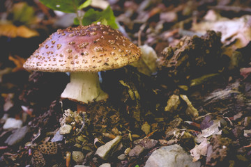 mushroom