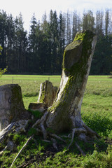 moss covered old tree trunk in meadow, old tree stump on grass