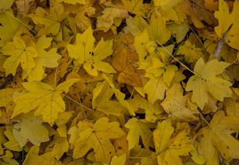 autumn leaves background