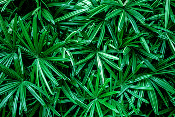 abstract green leaf texture, nature pattern background, tropical leaf
