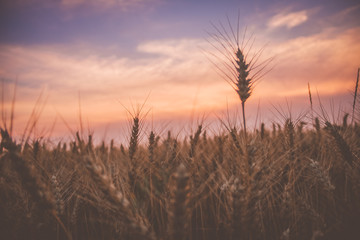 sunset in the wheat field
