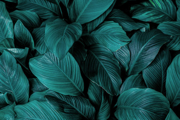 leaves of Spathiphyllum cannifolium, abstract green texture, nature background, tropical leaf