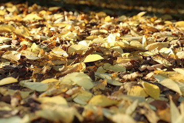 autumn in the forest, sunshine, beautiful leaves