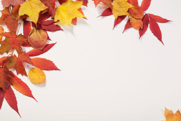 autumn leaves  on white background