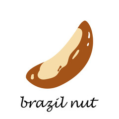 Brazil nut on white background in cartoon style.