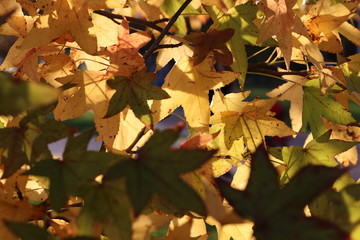 autumn in the forest, sunshine, beautiful leaves
