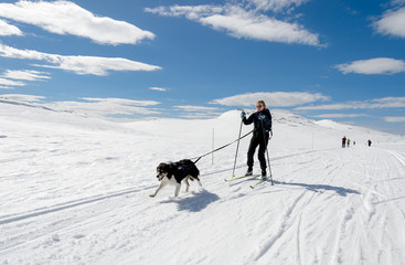 Girl easter time skiing in norwegian mountains with dog