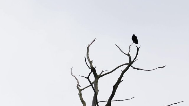 One Black Carrion Crow Bird On Dead Tree Silhouetted Isolated Flying Away