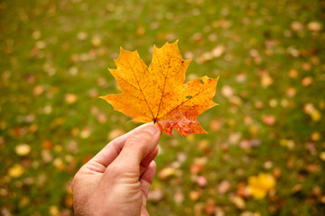 Caucasian male hand is holding a beautiful yellow and orange autumn leaf of a maple tree in front of a green meadow with more fall leaves in October in Germany