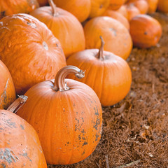 pumpkins and gourds