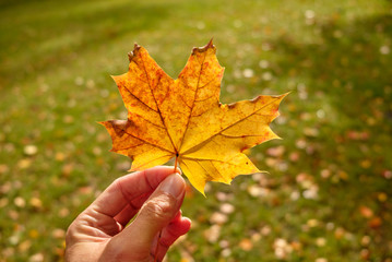 Caucasian male hand is holding a beautiful yellow and orange autumn leaf of a maple tree in front of a green meadow with more fall leaves in October in Germany