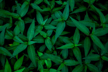 tropical leaf, abstract colorful leaf texture, nature background