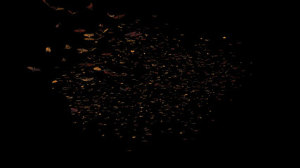 Fototapeta na wymiar large group of flying foxes, mega bats isolated on black background