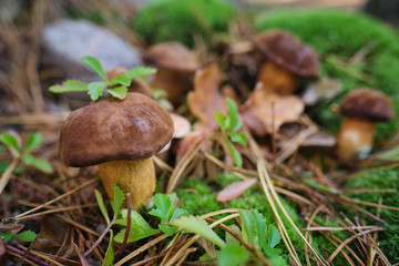 Mushrooms cut in the woods. Mushroom boletus edilus. Popular white Boletus mushrooms in forest.