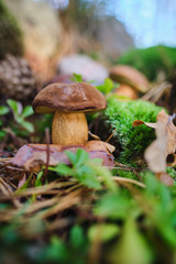 Mushrooms cut in the woods. Mushroom boletus edilus. Popular white Boletus mushrooms in forest.